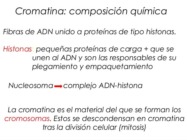 Resultado de imaxes para composición cromatina