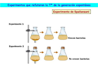 El origen de la vida