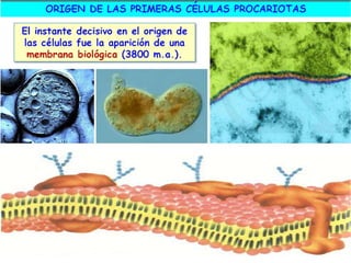 El origen de la vida