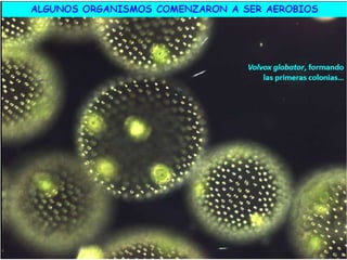 El origen de la vida