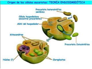 El origen de la vida
