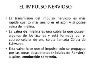 EL IMPULSO NERVIOSO
• La transmisión del impulso nervioso es más
rápida cuanto más ancho es el axón y si posee
vaina de mielina.
• La vaina de mielina es una cubierta que poseen
algunos de los axones y está formada por el
cuerpo celular de una célula llamada Célula de
Schwann.
• Esta vaina hace que el impulso solo se propague
por las zonas descubiertas (nódulos de Ranvier),
a saltos: conducción saltatoria.
 