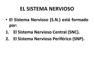 EL SISTEMA NERVIOSO
• El Sistema Nervioso (S.N.) está formado
por:
1. El Sistema Nervioso Central (SNC).
2. El Sistema Nervioso Periférico (SNP).
 
