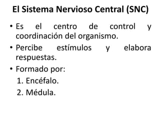 El Sistema Nervioso Central (SNC)
• Es el centro de control y
coordinación del organismo.
• Percibe estímulos y elabora
respuestas.
• Formado por:
1. Encéfalo.
2. Médula.
 