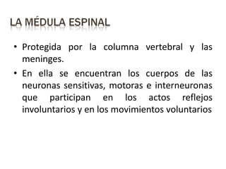 • Protegida por la columna vertebral y las
meninges.
• En ella se encuentran los cuerpos de las
neuronas sensitivas, motoras e interneuronas
que participan en los actos reflejos
involuntarios y en los movimientos voluntarios
 