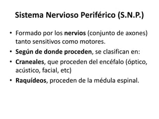 Sistema Nervioso Periférico (S.N.P.)
• Formado por los nervios (conjunto de axones)
tanto sensitivos como motores.
• Según de donde proceden, se clasifican en:
• Craneales, que proceden del encéfalo (óptico,
acústico, facial, etc)
• Raquídeos, proceden de la médula espinal.
 