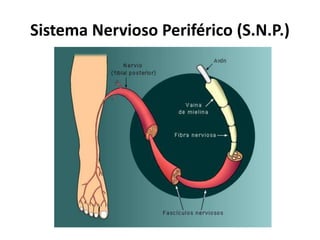 Sistema Nervioso Periférico (S.N.P.)
 