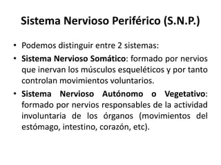 Sistema Nervioso Periférico (S.N.P.)
• Podemos distinguir entre 2 sistemas:
• Sistema Nervioso Somático: formado por nervios
que inervan los músculos esqueléticos y por tanto
controlan movimientos voluntarios.
• Sistema Nervioso Autónomo o Vegetativo:
formado por nervios responsables de la actividad
involuntaria de los órganos (movimientos del
estómago, intestino, corazón, etc).
 