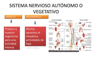 SISTEMA NERVIOSO AUTÓNOMO O
VEGETATIVO
SIMPÁTICO PARASIMPÁTICO
Prepara a
nuestro
organismo
para una
actividad
intensa
Efectos
opuestos al
simpático,
actividades de
baja
intensidad
 