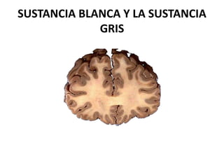 SUSTANCIA BLANCA Y LA SUSTANCIA
GRIS
 