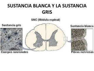 SUSTANCIA BLANCA Y LA SUSTANCIA
GRIS
 