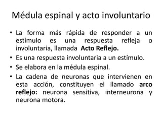 Médula espinal y acto involuntario
• La forma más rápida de responder a un
estímulo es una respuesta refleja o
involuntaria, llamada Acto Reflejo.
• Es una respuesta involuntaria a un estímulo.
• Se elabora en la médula espinal.
• La cadena de neuronas que intervienen en
esta acción, constituyen el llamado arco
reflejo: neurona sensitiva, interneurona y
neurona motora.
 