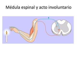Médula espinal y acto involuntario
 