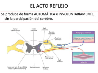 EL ACTO REFLEJO
Se produce de forma AUTOMÁTICA e INVOLUNTARIAMENTE,
sin la participación del cerebro.
 
