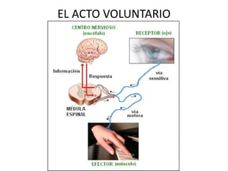 EL ACTO VOLUNTARIO
 