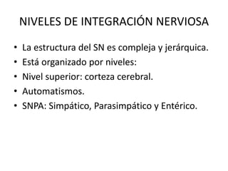 NIVELES DE INTEGRACIÓN NERVIOSA
• La estructura del SN es compleja y jerárquica.
• Está organizado por niveles:
• Nivel superior: corteza cerebral.
• Automatismos.
• SNPA: Simpático, Parasimpático y Entérico.
 