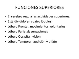 FUNCIONES SUPERIORES
• El cerebro regula las actividades superiores.
• Está dividido en cuatro lóbulos:
• Lóbulo Frontal: movimientos voluntarios
• Lóbulo Parietal: sensaciones
• Lóbulo Occipital: visión
• Lóbulo Temporal: audición y olfato
 