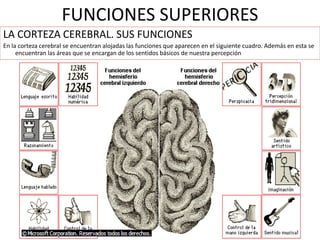 FUNCIONES SUPERIORES
LA CORTEZA CEREBRAL. SUS FUNCIONES
En la corteza cerebral se encuentran alojadas las funciones que aparecen en el siguiente cuadro. Además en esta se
encuentran las áreas que se encargan de los sentidos básicos de nuestra percepción
 
