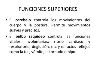 FUNCIONES SUPERIORES
• El cerebelo controla los movimientos del
cuerpo y la postura. Permite movimientos
suaves y precisos.
• El bulbo raquídeo controla las funciones
vitales involuntarias: ritmo cardíaco y
respiratorio, deglución, etc y en actos reflejos
como la tos, vómito, estornudo o hipo.
 