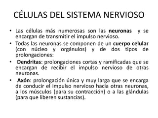 CÉLULAS DEL SISTEMA NERVIOSO
• Las células más numerosas son las neuronas y se
encargan de transmitir el impulso nervioso.
• Todas las neuronas se componen de un cuerpo celular
(con núcleo y orgánulos) y de dos tipos de
prolongaciones:
• Dendritas: prolongaciones cortas y ramificadas que se
encargan de recibir el impulso nervioso de otras
neuronas.
• Axón: prolongación única y muy larga que se encarga
de conducir el impulso nervioso hacia otras neuronas,
a los músculos (para su contracción) o a las glándulas
(para que liberen sustancias).
 