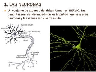  Un conjunto de axones o dendritas forman un NERVIO. Las
dendritas son vías de entrada de los impulsos nerviosos a las
neuronas y los axones son vías de salida.
 