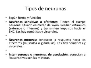 Tipos de neuronas
• Según forma y función:
• Neuronas sensitivas o aferentes: Tienen el cuerpo
neuronal situado en medio del axón. Reciben estímulos
(externos o internos) y transmiten impulsos hacia el
SNC. Las hay somáticas y viscerales.
•
• Neuronas motoras: conducen la respuesta hacia los
efectores (músculos o glándulas). Las hay somáticas y
viscerales.
•
• Interneuronas o neuronas de asociación: conectan a
las sensitivas con las motoras.
 