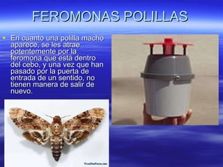 FEROMONAS POLILLAS En cuanto una polilla macho aparece, se les atrae potentemente por la feromona que está dentro del cebo, y una vez que han pasado por la puerta de entrada de un sentido, no tienen manera de salir de nuevo.  