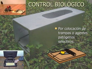 CONTROL BIOLÓGICO Por colocación de trampas o agentes patógenos selectivos. 