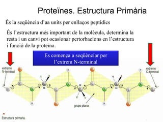 Proteïnes. Estructura Primària
És la seqüència d’aa units per enllaços peptídics
És l’estructura més important de la molècula, determina la
resta i un canvi pot ocasionar pertorbacions en l’estructura
i funció de la proteïna.
                  Es comença a seqüènciar per
                      l’extrem N-terminal
 