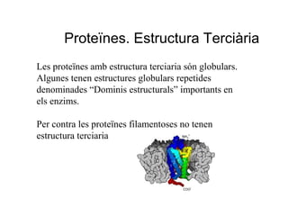 Proteïnes. Estructura Terciària
Les proteïnes amb estructura terciaria són globulars.
Algunes tenen estructures globulars repetides
denominades “Dominis estructurals” importants en
els enzims.

Per contra les proteïnes filamentoses no tenen
estructura terciaria
 