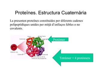 Proteïnes. Estructura Cuaternària
La presenten proteïnes constituides per diferents cadenes
polipeptídiques unides per mitjà d’enllaços febles o no
covalents.


                                 Protòmer




                                      Tetràmer = 4 protòmers
 