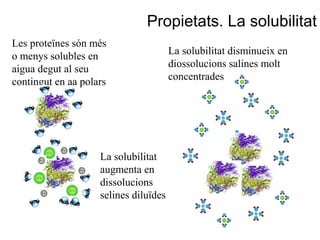 Propietats. La solubilitat
Les proteïnes són més
o menys solubles en                    La solubilitat disminueix en
aigua degut al seu                     diossolucions salines molt
contingut en aa polars                 concentrades




                    La solubilitat
                    augmenta en
                    dissolucions
                    selines diluïdes
 