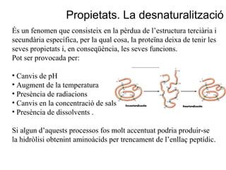 Propietats. La desnaturalització
És un fenomen que consisteix en la pèrdua de l’estructura terciària i
secundària específica, per la qual cosa, la proteïna deixa de tenir les
seves propietats i, en conseqüència, les seves funcions.
Pot ser provocada per:

• Canvis de pH
• Augment de la temperatura
• Presència de radiacions
• Canvis en la concentració de sals
• Presència de dissolvents .

Si algun d’aquests processos fos molt accentuat podria produir-se
la hidròlisi obtenint aminoàcids per trencament de l’enllaç peptídic.
 