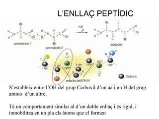 L’ENLLAÇ PEPTÍDIC




S’estableix entre l’OH del grup Carboxil d’un aa i un H del grup
amino d’un altre.

Té un comportament similar al d’un doble enllaç i és rígid, i
inmobilitza en un pla els àtoms que el formen
 