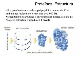 Proteïnes. Estructura
•Una proteïna és una cadena polipeptídica de més de 50 aa
amb un pes molecular elevat ( més de 5.000 D).
•Poden també estar unides a altres tipus de molècules o àtoms.
•La seva estructura s’estudia en 4 nivells
 