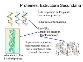 Proteïnes. Estructura Secundària
És la disposició en l’espai de
l’estructura primària.
Hi ha tres conformacions
1.α-Hèlix
2.Hèlix de colàgen
3.Conformació β
Aquestes estructures es
mantenen per ponts d’H
que s’estableixen entre
els aa de la cadena
Abundant en Pro
i Hidroxiprolina
 