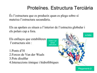 Proteïnes. Estructura Terciària
És l’estructura que es produeix quan es plega sobre sí
mateixa l’estructura secundària.
Els aa apolars es situen a l’interior de l’estructra globular i
els polars cap a fora.
Els enllaços que estabilitzen
l’estructura són :
1.Ponts d’H
2.Forces de Van der Waals
3.Pots disulfur
4.Interaccions iònique i hidrofòbiques
α-hèlix
Plegaments β
Colze o gir
sense
estructura
 
