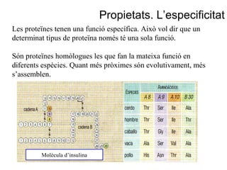 Propietats. L’especificitat
Molècula d’insulina
Les proteïnes tenen una funció específica. Això vol dir que un
determinat tipus de proteïna només té una sola funció.
Són proteïnes homòlogues les que fan la mateixa funció en
diferents espècies. Quant més pròximes són evolutivament, més
s’assemblen.
 