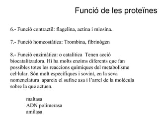 Funció de les proteïnes
6.- Funció contractil: flagelina, actina i miosina.
7.- Funció homeostàtica: Trombina, fibrinògen
8.- Funció enzimàtica: o catalítica Tenen acció
biocatalitzadora. Hi ha molts enzims diferents que fan
possibles totes les reaccions químiques del metabolisme
cel·lular. Són molt específiques i sovint, en la seva
nomenclatura apareix el sufixe asa i l’arrel de la molècula
sobre la que actuen.
maltasa
ADN polimerasa
amilasa
 