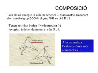 Tots els aa excepte la Glicina tenenel C α assimètric. Depenent
d’on quedi el grup COOH i el grup NH2 es dirà D o L
COMPOSICIÓ
Tenen activitat òptica (+) dextrogira (-)
levogira, independentment si són D o L
A la naturaleza
l’estereoisòmer més
abundant és L
A la naturaleza
l’estereoisòmer més
abundant és L
 