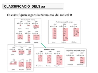 CLASSIFICACIÓ DELS aa
Es classifiquen segons la naturalesa del radical R
 