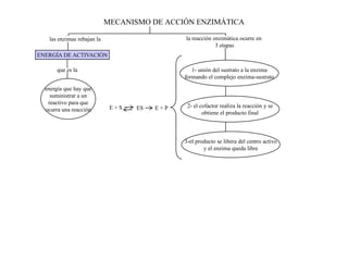 MECANISMO DE ACCIÓN ENZIMÁTICA

   las enzimas rebajan la                     la reacción enzimática ocurre en
                                                           3 etapas
ENERGÍA DE ACTIVACIÓN

      que es la                                  1- unión del sustrato a la enzima
                                              formando el complejo enzima-sustrato

  energía que hay que
    suministrar a un
   reactivo para que
                             E+S   ES   E+P    2- el cofactor realiza la reacción y se
  ocurra una reacción
                                                      obtiene el producto final



                                              3-el producto se libera del centro activo
                                                      y el enzima queda libre
 