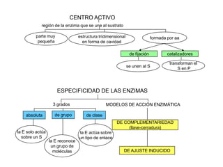 CENTRO ACTIVO
            región de la enzima que se une al sustrato

         parte muy                estructura tridimensional                  formada por aa
          pequeña                   en forma de cavidad

                                                               de fijación           catalizadores

                                                                                      transforman el
                                                              se unen al S
                                                                                          S en P




                      ESPECIFICIDAD DE LAS ENZIMAS

                    3 grados                     MODELOS DE ACCIÓN ENZIMÁTICA

    absoluta        de grupo          de clase
                                                      DE COMPLEMENTARIEDAD
                                                           (llave-cerradura)
la E solo actúa                   la E actúa sobre
  sobre un S                      un tipo de enlace
                  la E reconoce
                   un grupo de
                    moléculas                             DE AJUSTE INDUCIDO
 