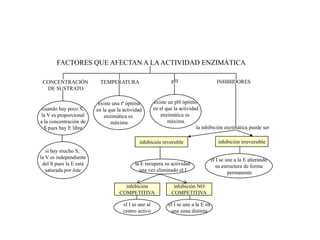 FACTORES QUE AFECTAN A LA ACTIVIDAD ENZIMÁTICA

 CONCENTRACIÓN            TEMPERATURA                         pH                        INHIBIDORES
  DE SUSTRATO

                         existe una tª óptima         existe un pH óptimo
 cuando hay poco S,     en la que la actividad        en el que la actividad
la V es proporcional        enzimática es                enzimática es
a la concentración de          máxima                        máxima
  S pues hay E libre                                                       la inhibición enzimática puede ser

                                             inhibición reversible                      inhibición irreversible
   si hay mucho S,
la V es independiente                                                                el I se une a la E alterando
 del S pues la E está                      la E recupera su actividad                  su estructura de forma
   saturada por éste                         una vez eliminado el I                           permanente

                                     inhibición                inhibición NO
                                   COMPETITIVA                COMPETITIVA

                                     el I se une al          el I se une a la E en
                                     centro activo            una zona distinta
 