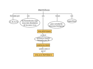 PROTEÍNAS

formadas por         son                   son                tienen            son

               las biomoléculas orgá-                                        específicas
C, H, O, N
                nicas más abundantes
                                                        gran variedad de
                  de los seres vivos
                                                      funciones biológicas


                                        POLIPÉPTIDOS
                                          es decir
                                   polímeros lineales
                                   formados por 20

                                   AMINOÁCIDOS
                                        unidos entre sí
                                           por el

                                ENLACE PEPTÍDICO
 