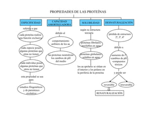 PROPIEDADES DE LAS PROTEÍNAS


  ESPECIFICIDAD             CAPACIDAD                     SOLUBILIDAD             DESNATURALIZACIÓN
                          AMORTIGUADORA
   referida a que                                       según su estructura
                                 debido al                  terciaria                pérdida de estructura
 cada proteína realiza
una función exclusiva                                                                      2ª, 3ª, 4ª
                              comportamiento
                                                         proteínas fibrilares:
                             anfótero de los aa
                                                         insolubles en agua
 cada especie posee                                                                           debido a
algunas proteínas que
   otras no tienen        las proteínas neutralizan     proteínas globulares:           -aumento de tª
                             los cambios de pH            solubles en agua             -cambios de pH
                                  del medio                                              -compuestos
 cada individuo posee
                                                                                            tóxicos
 algunas proteínas que                                los aa apolares se sitúan en
    otros no tienen                                   el interior y los polares en
                                                      la periferia de la proteína         y puede ser
  esta propiedad se usa
          para
                                                                                 reversible        irreversible
estudios filogenéticos
   y de parentesco
      evolutivo                                                          RENATURALIZACIÓN
 