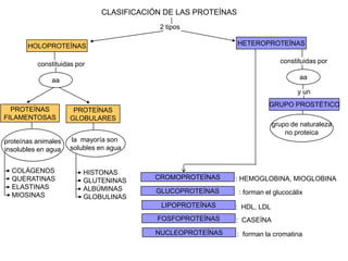 CLASIFICACIÓN DE LAS PROTEÍNAS
                                          2 tipos

       HOLOPROTEÍNAS                                           HETEROPROTEÍNAS


          constituidas por                                                   constituidas por

               aa                                                                  aa

                                                                                   y un
                                                                         GRUPO PROSTÉTICO
  PROTEÍNAS           PROTEÍNAS
FILAMENTOSAS         GLOBULARES
                                                                          grupo de naturaleza
                                                                              no proteica
proteínas animales   la mayoría son
insolubles en agua   solubles en agua


  COLÁGENOS              HISTONAS
  QUERATINAS             GLUTENINAS      CROMOPROTEÍNAS    : HEMOGLOBINA, MIOGLOBINA
  ELASTINAS              ALBÚMINAS        GLUCOPROTEÍNAS       : forman el glucocálix
  MIOSINAS               GLOBULINAS
                                           LIPOPROTEÍNAS   : HDL, LDL
                                          FOSFOPROTEÍNAS   : CASEÍNA
                                         NUCLEOPROTEÍNAS       : forman la cromatina
 