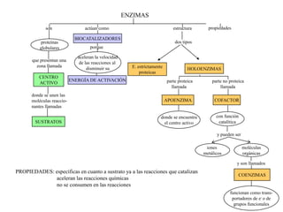 ENZIMAS

             son                 actúan como                                  estructura      propiedades

                             BIOCATALIZADORES
          proteínas                                                            dos tipos
          globulares                porque

                              aceleran la velocidad
       que presentan una
                              de las reacciones al
         zona llamada                                   E. estrictamente
                                  disminuir su                                        HOLOENZIMAS
                                                            proteicas
          CENTRO
                           ENERGÍA DE ACTIVACIÓN                           parte proteica       parte no proteica
          ACTIVO
                                                                             llamada                llamada
      donde se unen las
      moléculas reaccio-                                                   APOENZIMA             COFACTOR
      nantes llamadas

                                                                       donde se encuentra         con función
        SUSTRATOS                                                       el centro activo           catalítica

                                                                                                  y pueden ser

                                                                                             iones               moléculas
                                                                                            metálicos            orgánicas

                                                                                                             y son llamados
PROPIEDADES: específicas en cuanto a sustrato ya a las reacciones que catalizan
                                                                                                              COENZIMAS
             aceleran las reacciones químicas
             no se consumen en las reacciones
                                                                                                         funcionan como trans-
                                                                                                          portadores de e- o de
                                                                                                           grupos funcionales
 