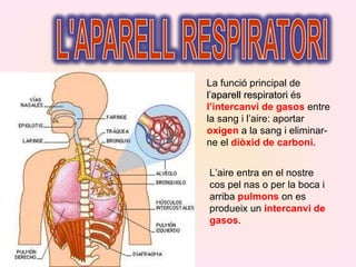 La funció principal de  l’aparell respiratori  és  l’intercanvi de gasos  entre la sang i l’aire: aportar  oxigen  a la sang i eliminar-ne el  diòxid de carboni. L’aire entra en el nostre cos pel nas o per la boca i arriba  pulmons  on es produeix un  intercanvi de gasos . 