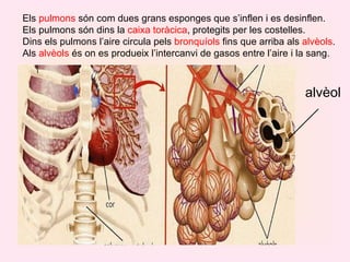 Els  pulmons  són com dues grans esponges que s’inflen i es desinflen.  Els pulmons són dins la  caixa toràcica , protegits per les costelles.  Dins els pulmons l’aire circula pels  bronquíols  fins que arriba als  alvèols . Als  alvèols  és on es produeix l’intercanvi de gasos entre l’aire i la sang. alvèol 